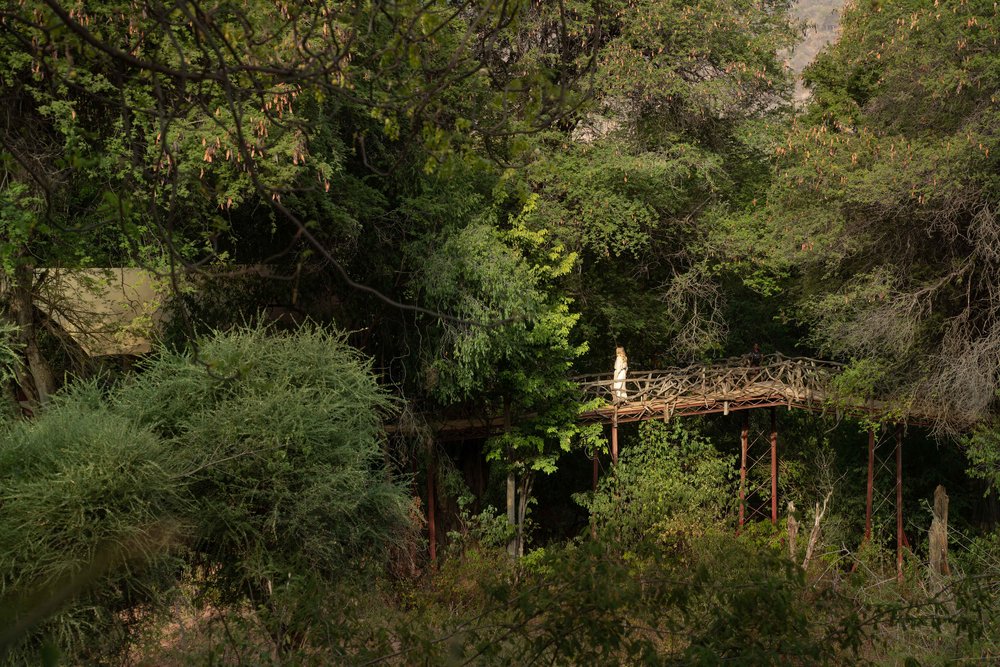 Sarara Treehouses